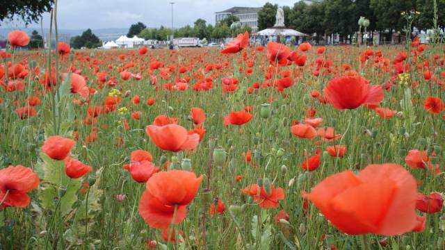 Ein weites Feld voller leuchtend roter Mohnblüten erstreckt sich bis zum Horizont. Im Hintergrund sind Bäume, Zelte und einige Gebäude zu erkennen. Die Szene wirkt farbenfroh und sommerlich.